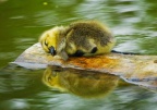 sleepybird's Avatar