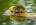 sleepybird's Avatar