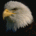 Eagle's Avatar